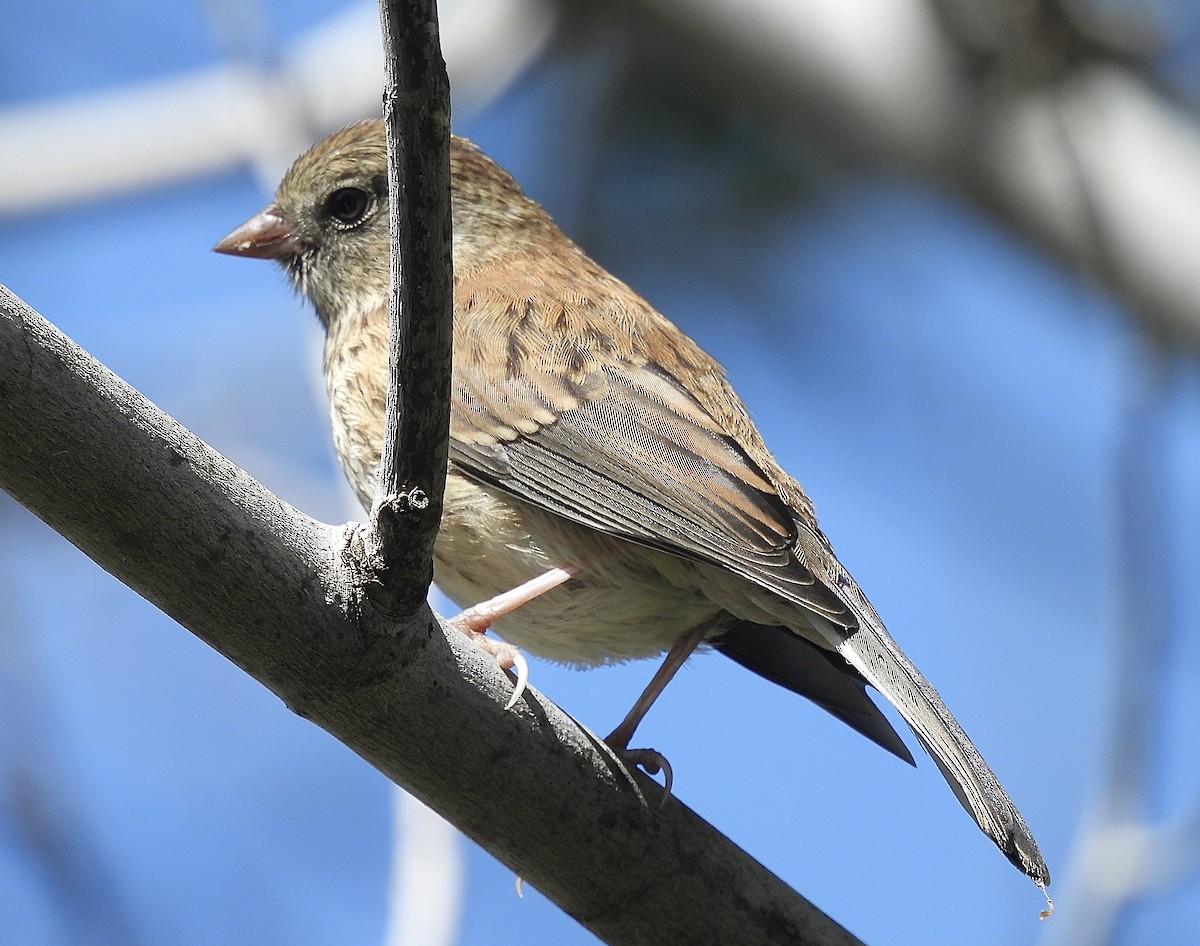 Dark-eyed Junco - ML635402517
