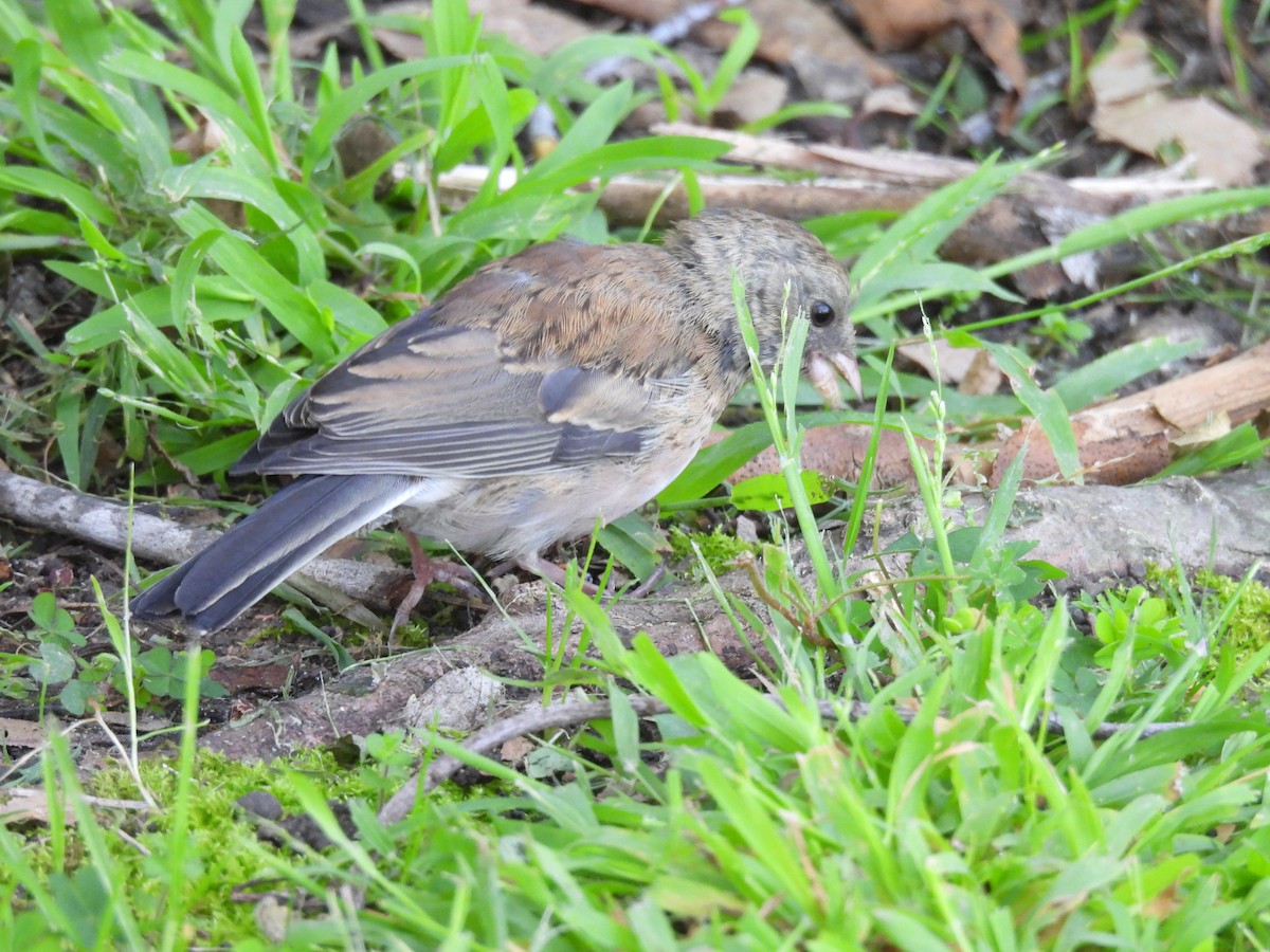 Dark-eyed Junco - ML635402519