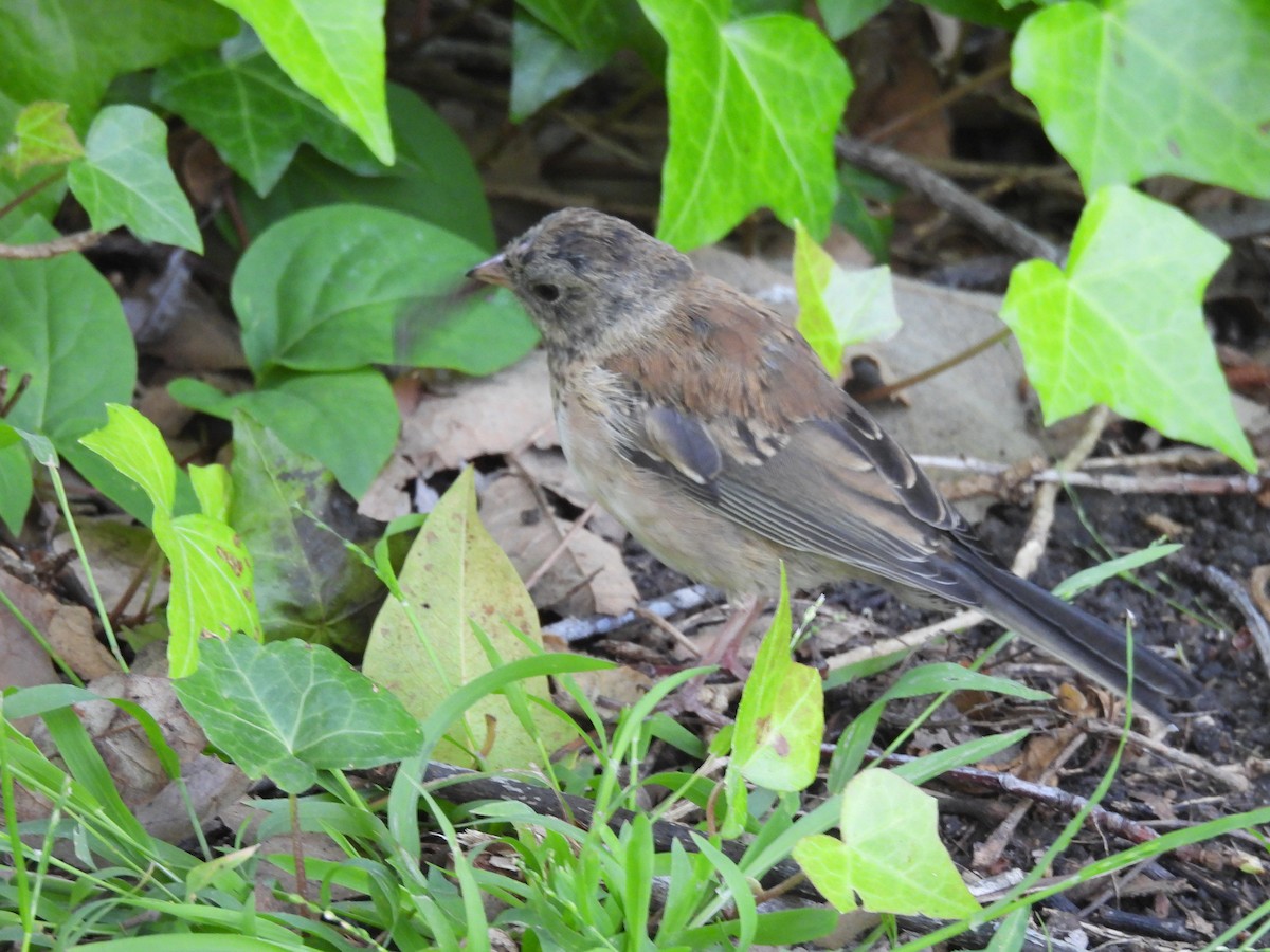Dark-eyed Junco - ML635402521