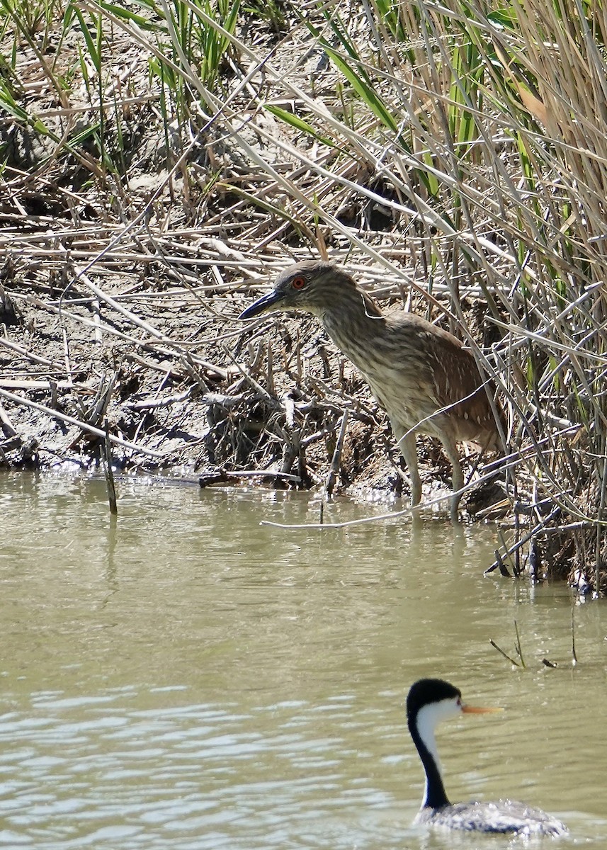 Black-crowned Night Heron - ML635402580