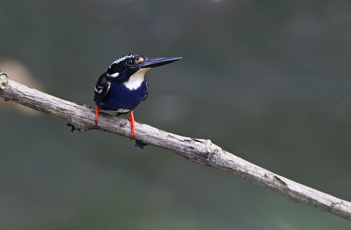 Northern Silvery-Kingfisher - ML635402609