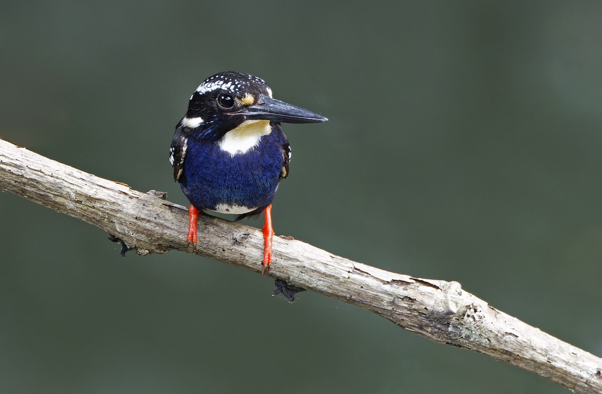 Northern Silvery-Kingfisher - ML635402610