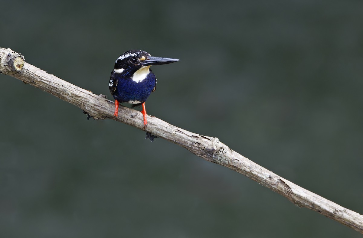 Northern Silvery-Kingfisher - ML635402611