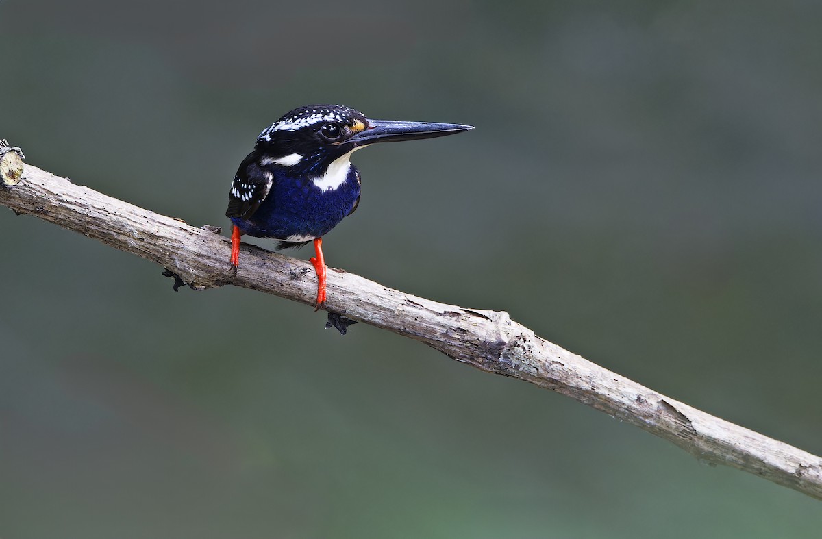 Northern Silvery-Kingfisher - ML635402614