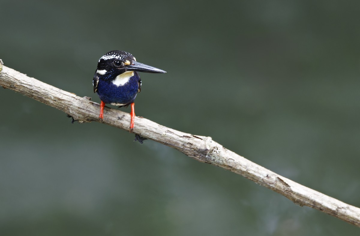 Northern Silvery-Kingfisher - ML635402615