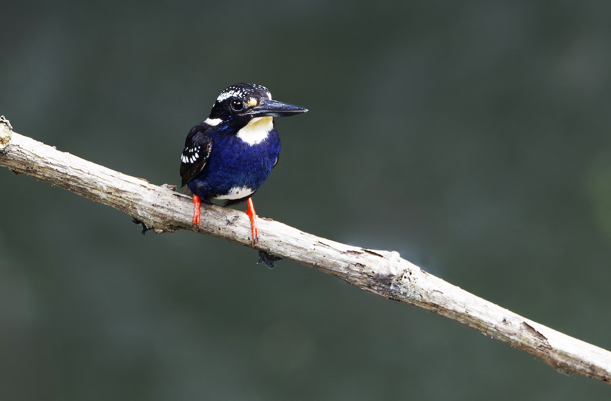 Northern Silvery-Kingfisher - ML635402616