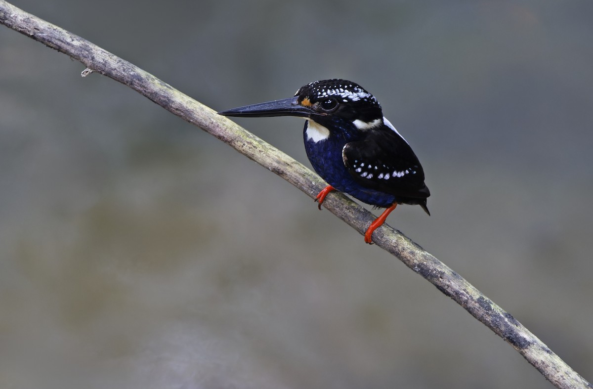 Northern Silvery-Kingfisher - ML635402617