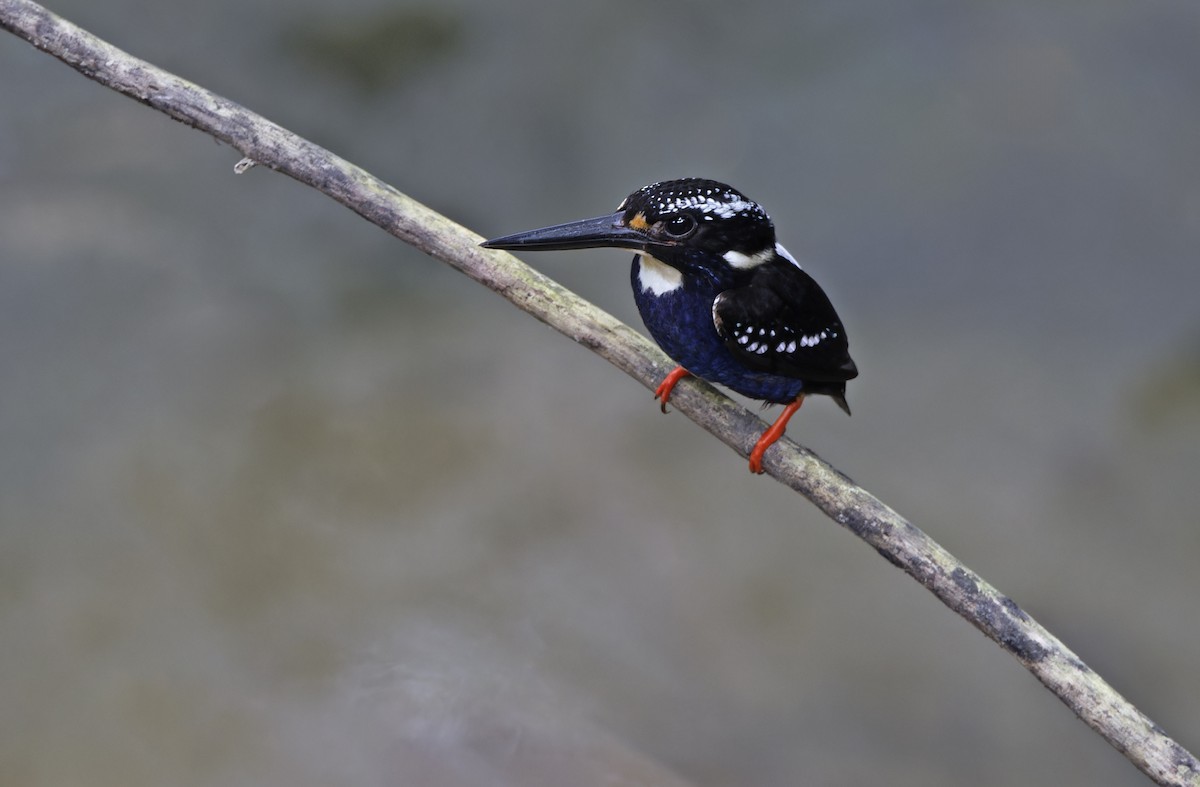 Northern Silvery-Kingfisher - ML635402618