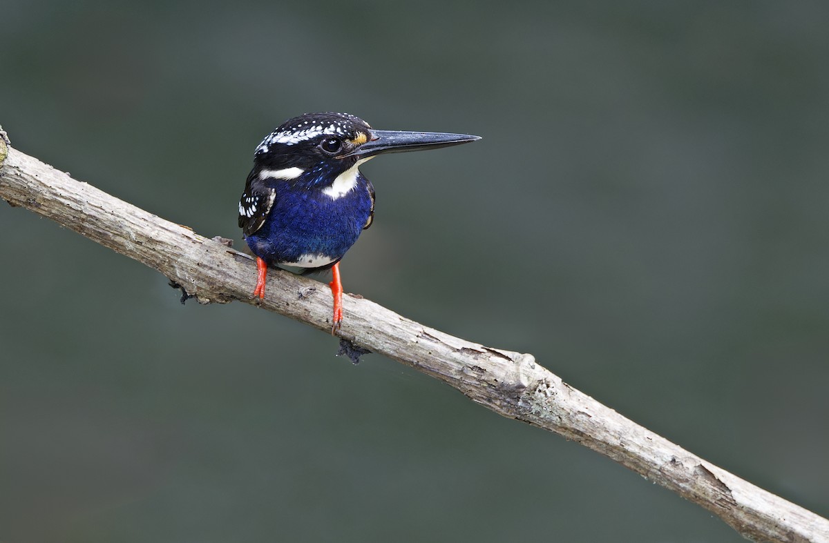 Northern Silvery-Kingfisher - ML635402619