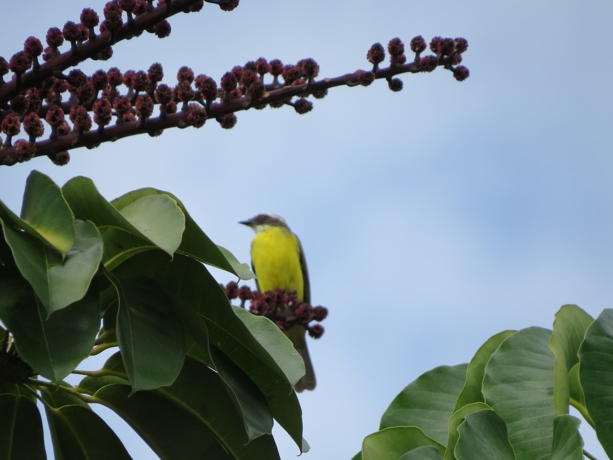 Social Flycatcher - ML635402630