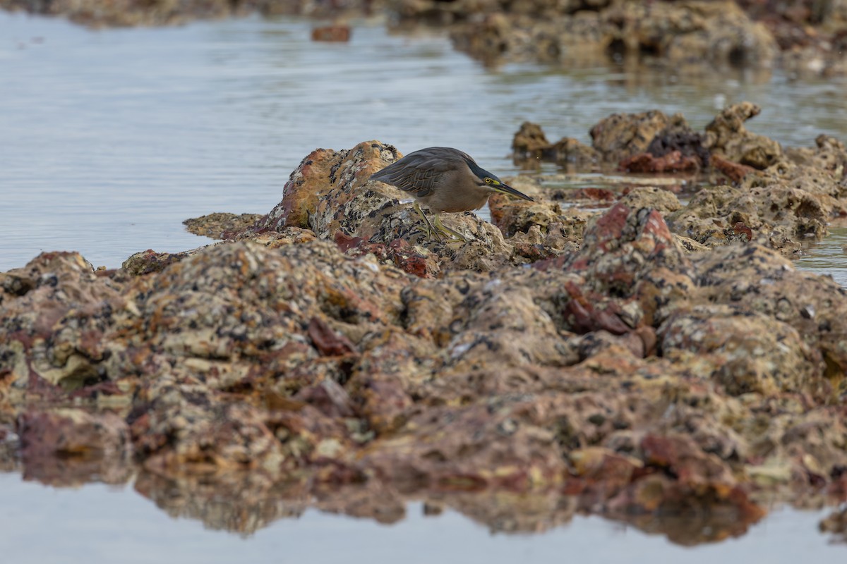 Striated Heron - ML635402662
