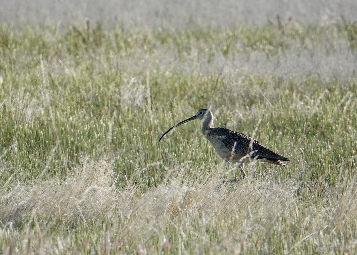 Long-billed Curlew - ML635402708