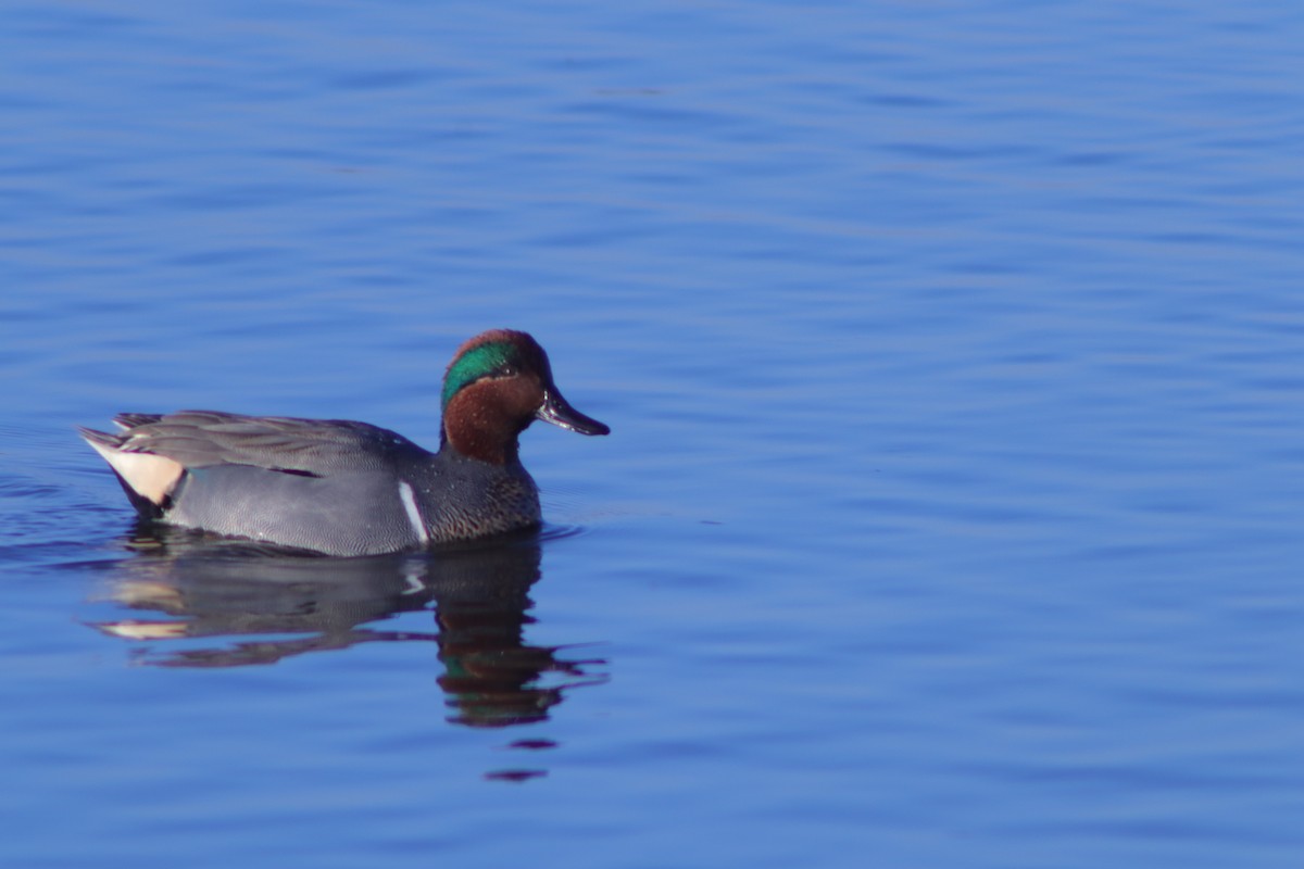 čírka obecná (ssp. carolinensis) - ML635402775