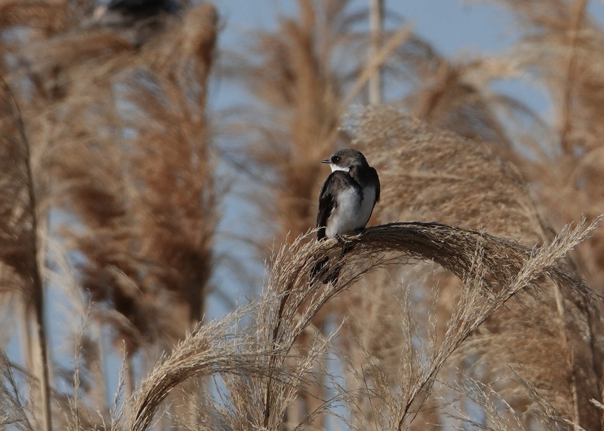 Bank Swallow - ML635402798