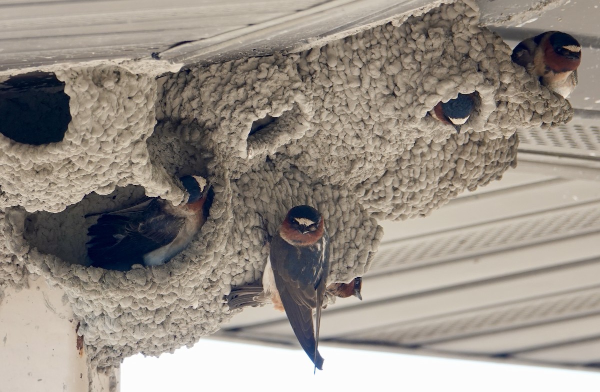 Cliff Swallow - ML635402809