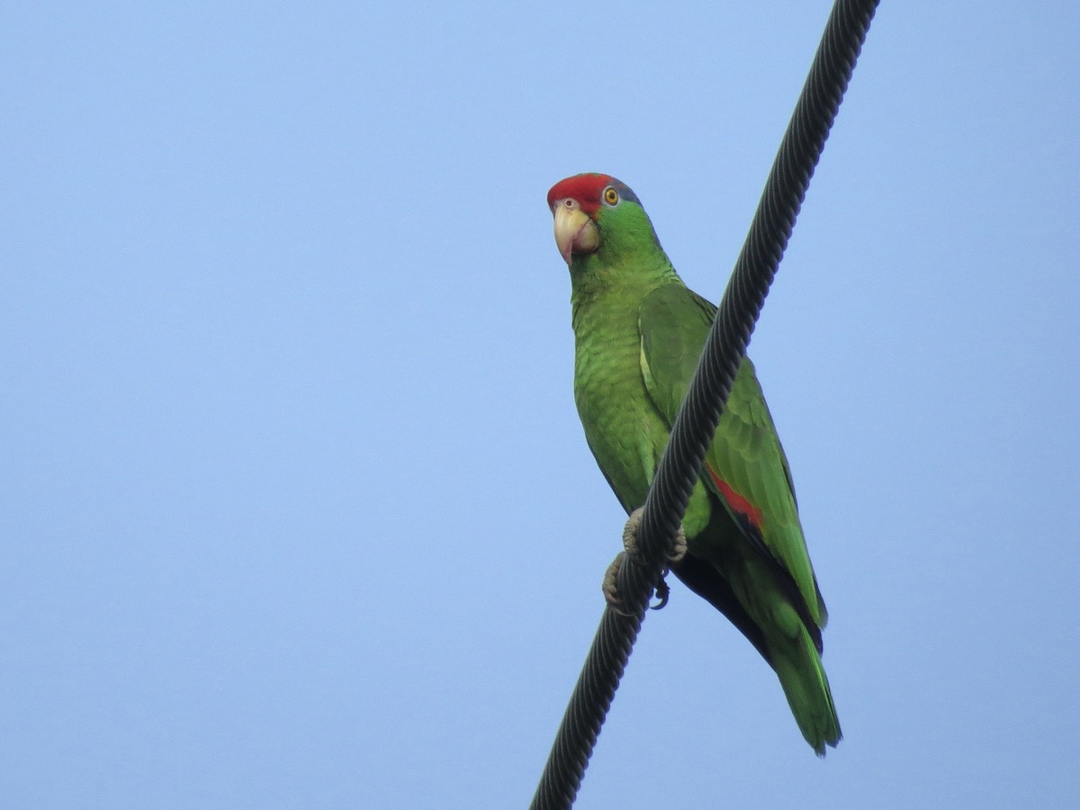 Red-crowned Amazon - ML635402818