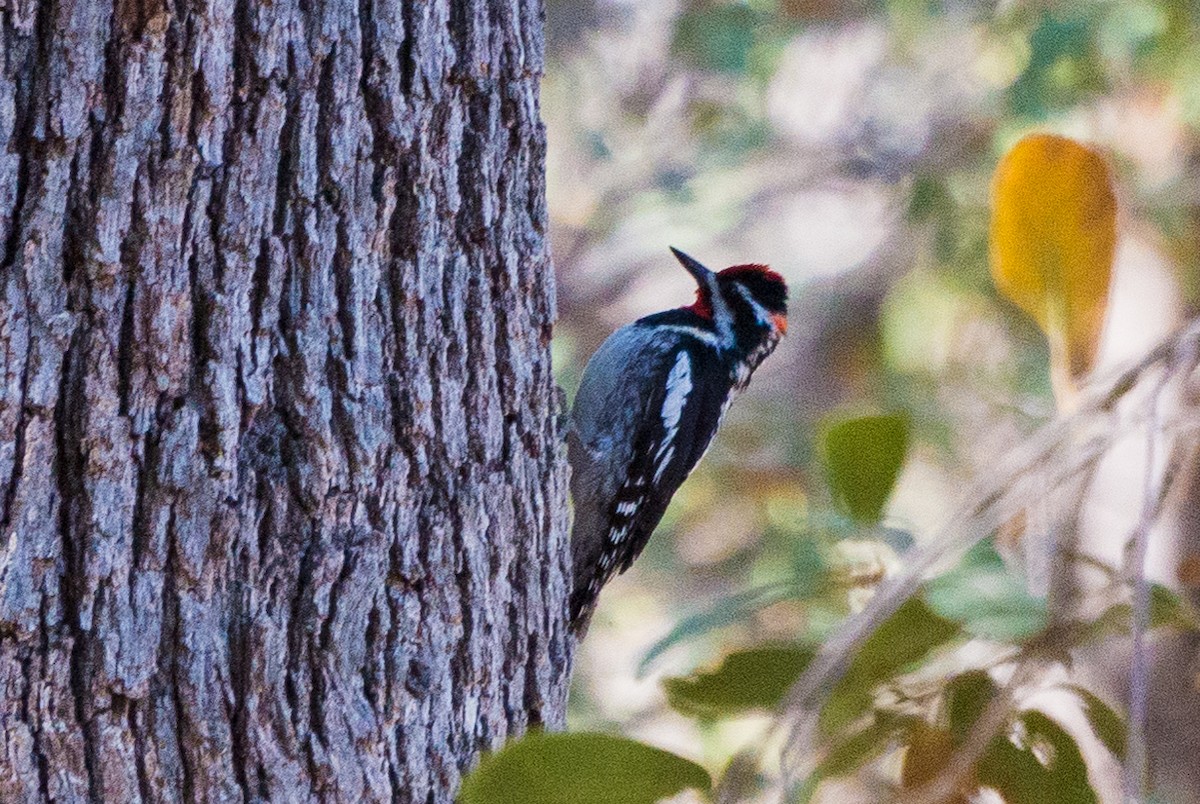 Red-naped Sapsucker - ML635402866