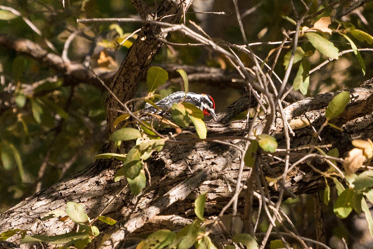 Red-naped Sapsucker - ML635402867