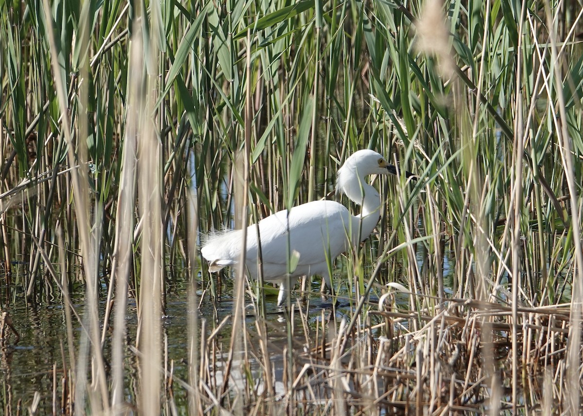 Snowy Egret - ML635402874