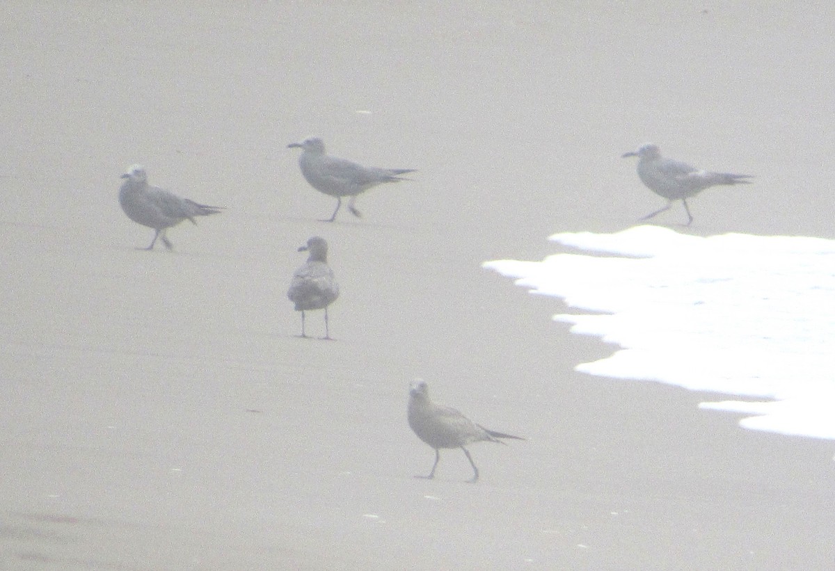 Gray Gull - ML635402910