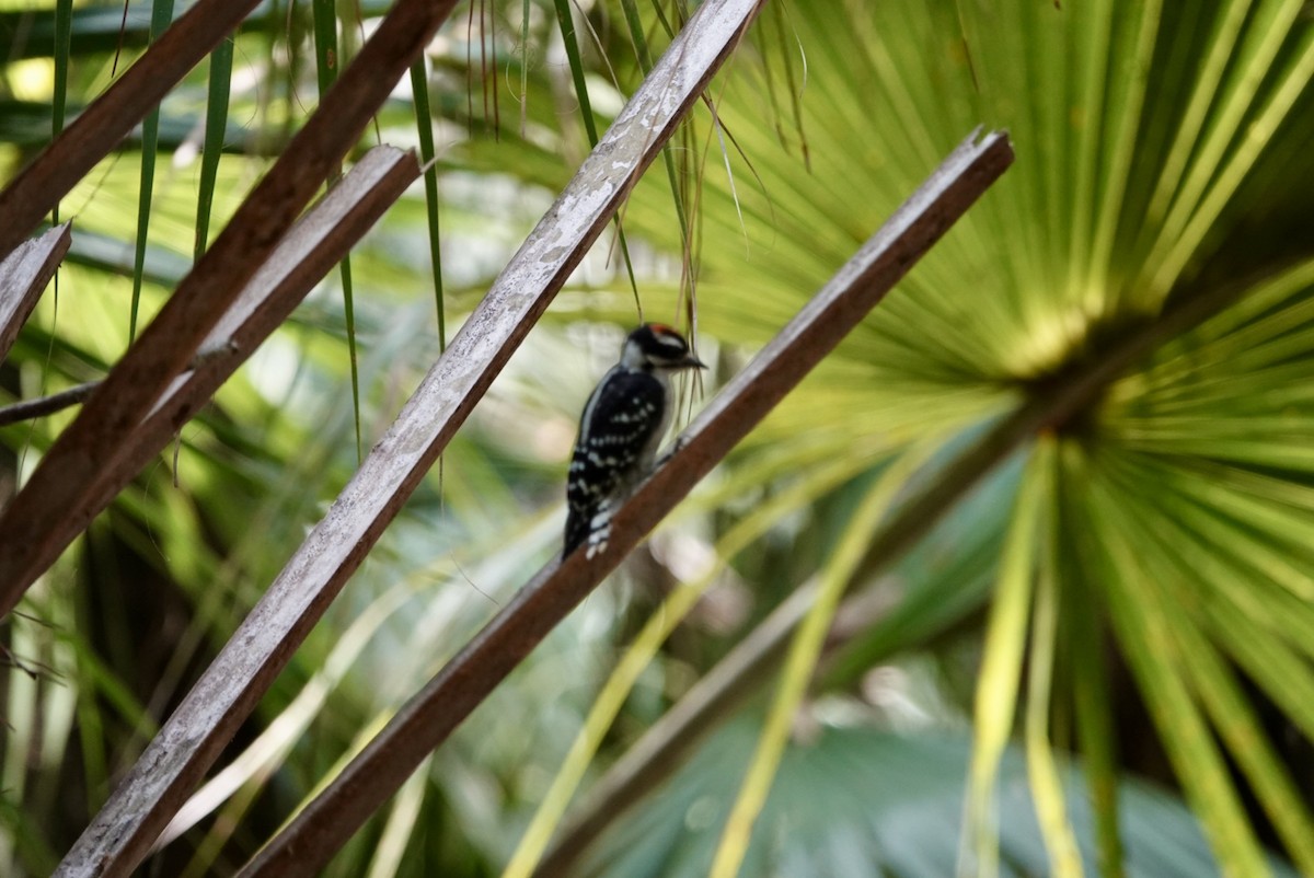 Downy Woodpecker - ML635402941