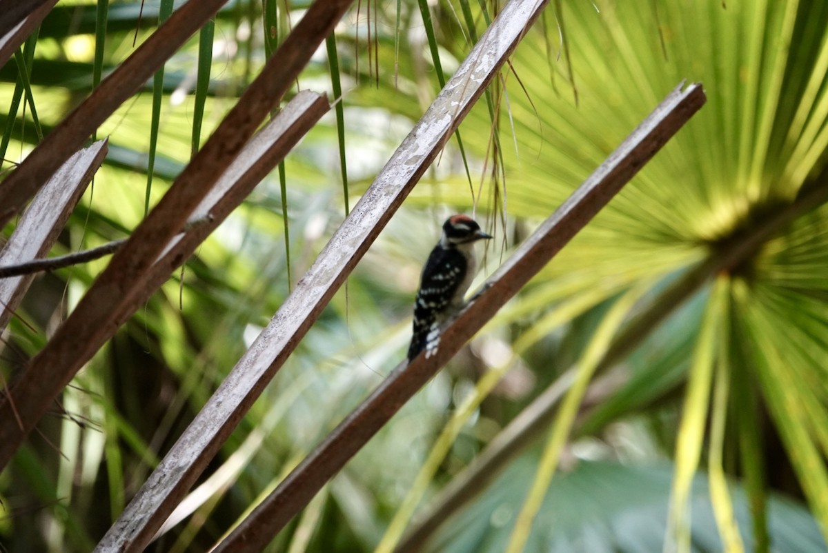 Downy Woodpecker - ML635402942