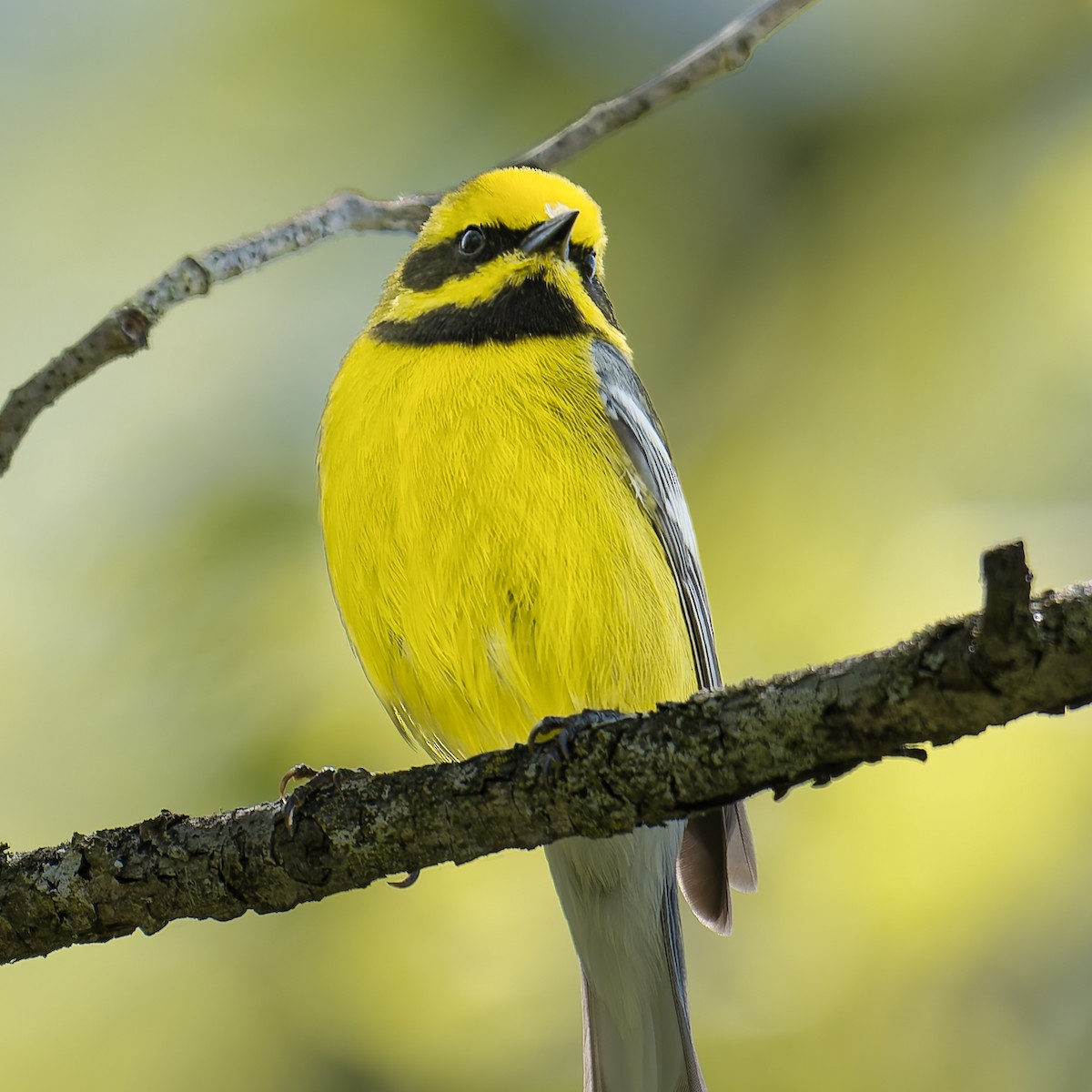 雑種 キンバネアメリカムシクイ ｘ アオバネアメリカムシクイ（F2戻し交配） - ML635402951