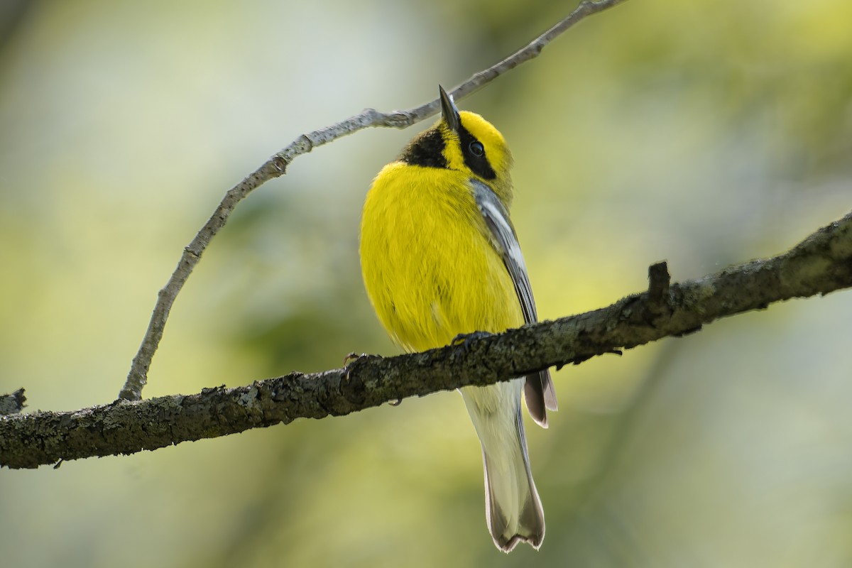 雑種 キンバネアメリカムシクイ ｘ アオバネアメリカムシクイ（F2戻し交配） - ML635402952