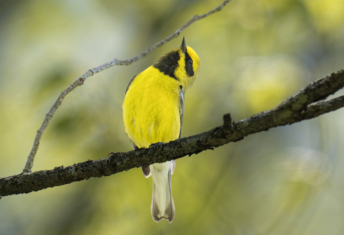 雑種 キンバネアメリカムシクイ ｘ アオバネアメリカムシクイ（F2戻し交配） - ML635402954