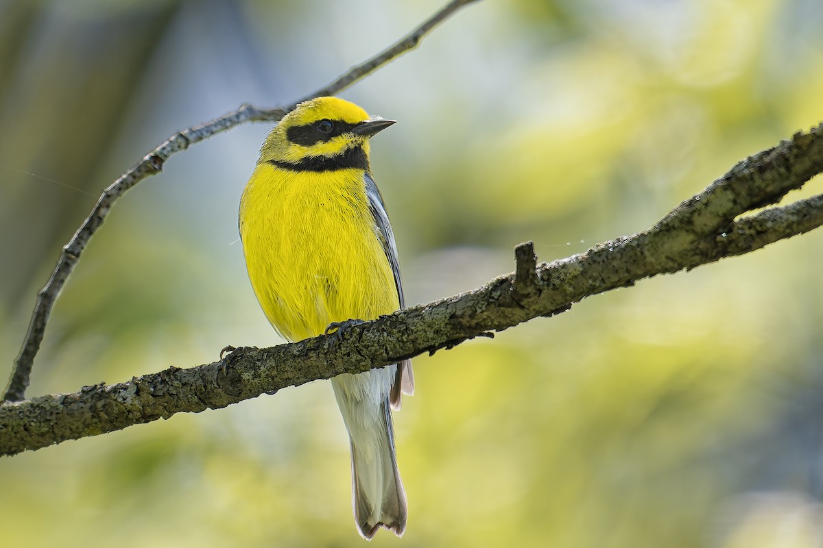 雑種 キンバネアメリカムシクイ ｘ アオバネアメリカムシクイ（F2戻し交配） - ML635402955