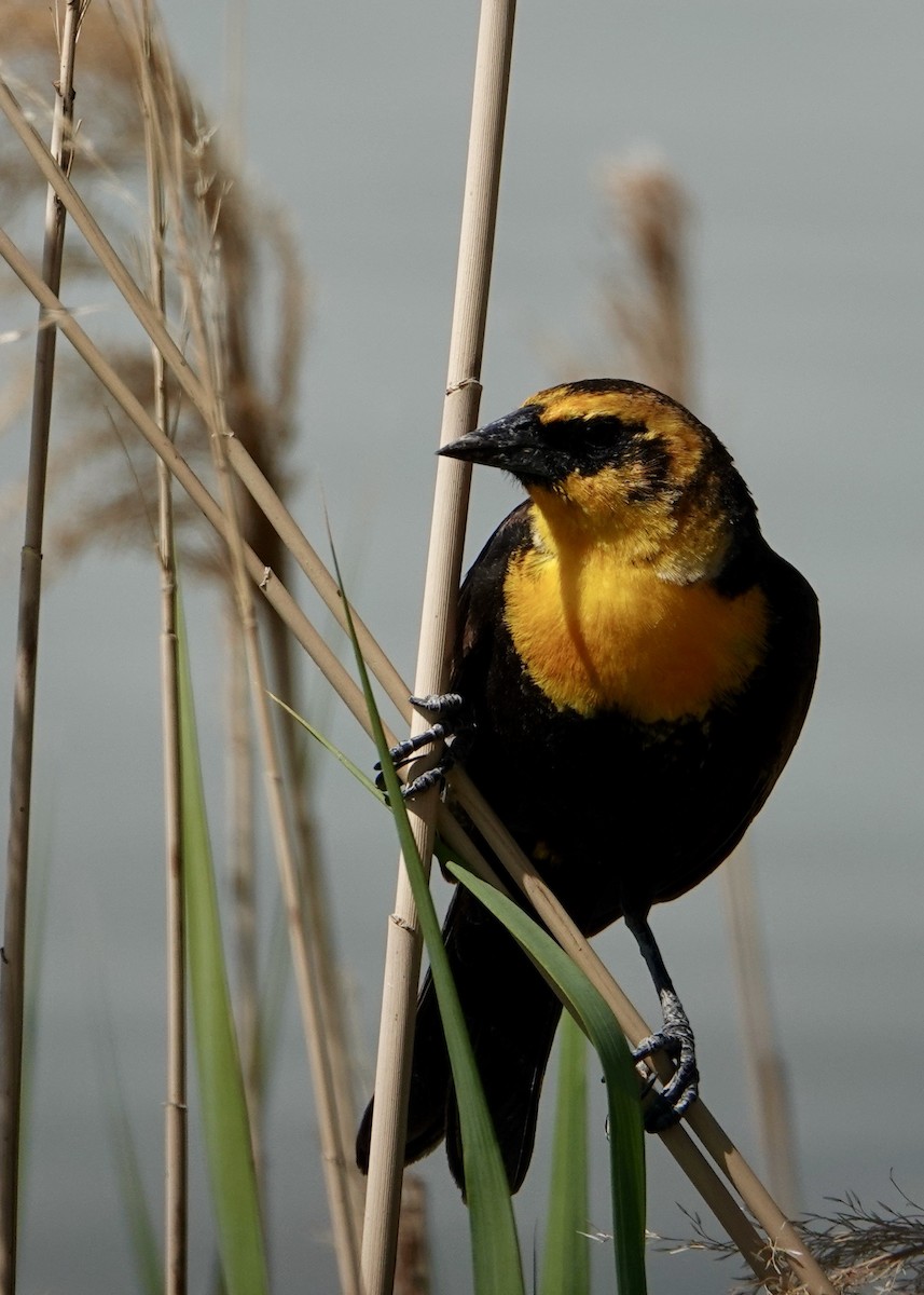 Yellow-headed Blackbird - ML635402971