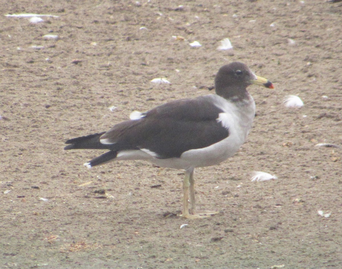 Belcher's Gull - ML635402980