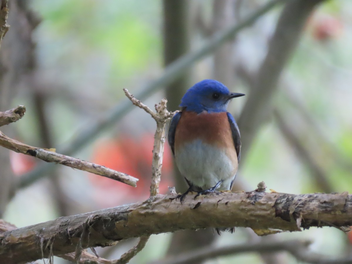 Western Bluebird - ML635402996
