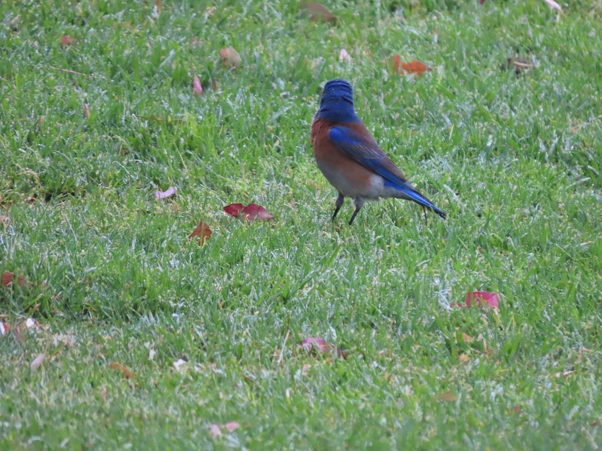 Western Bluebird - ML635402997