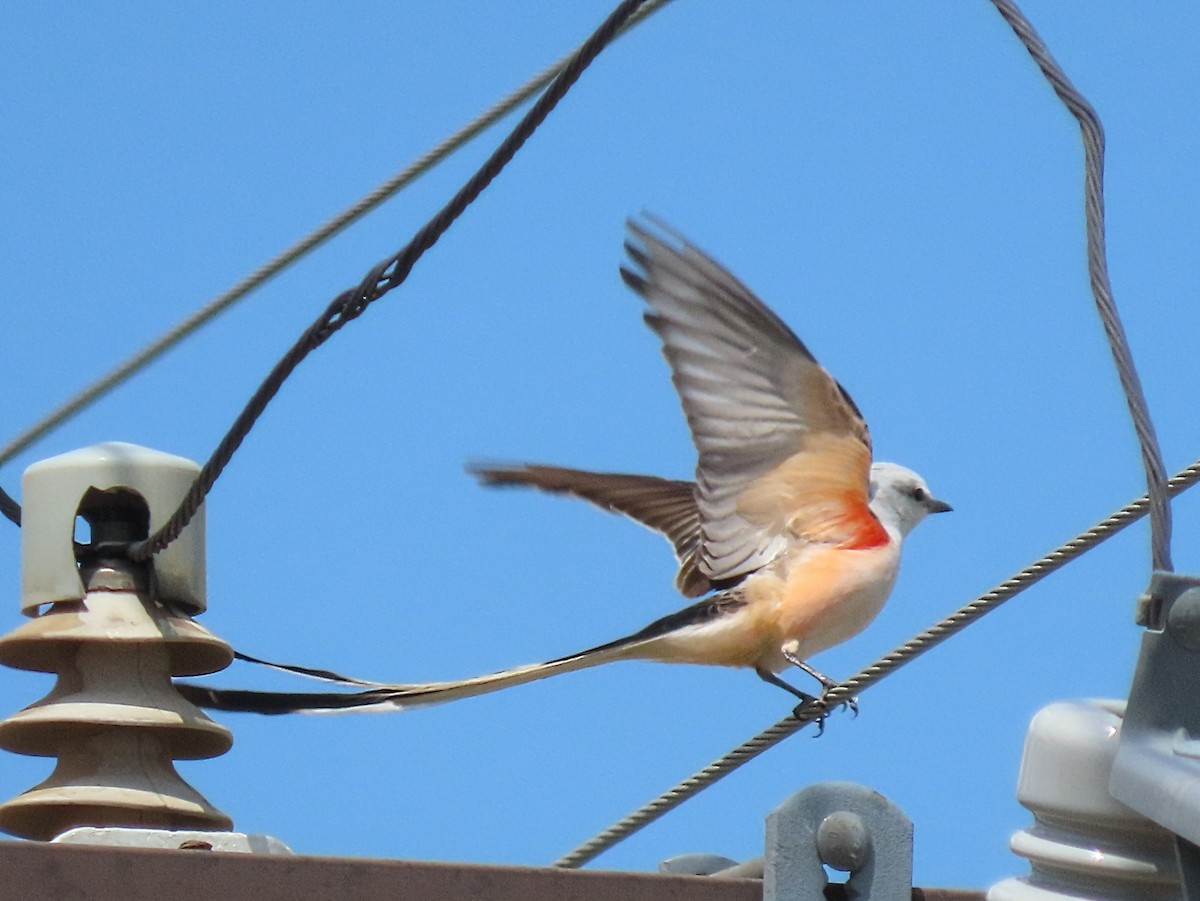 Scissor-tailed Flycatcher - ML635403046