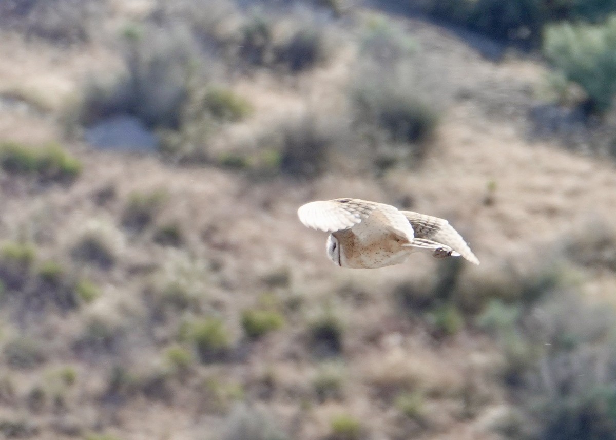 American Barn Owl - ML635403102