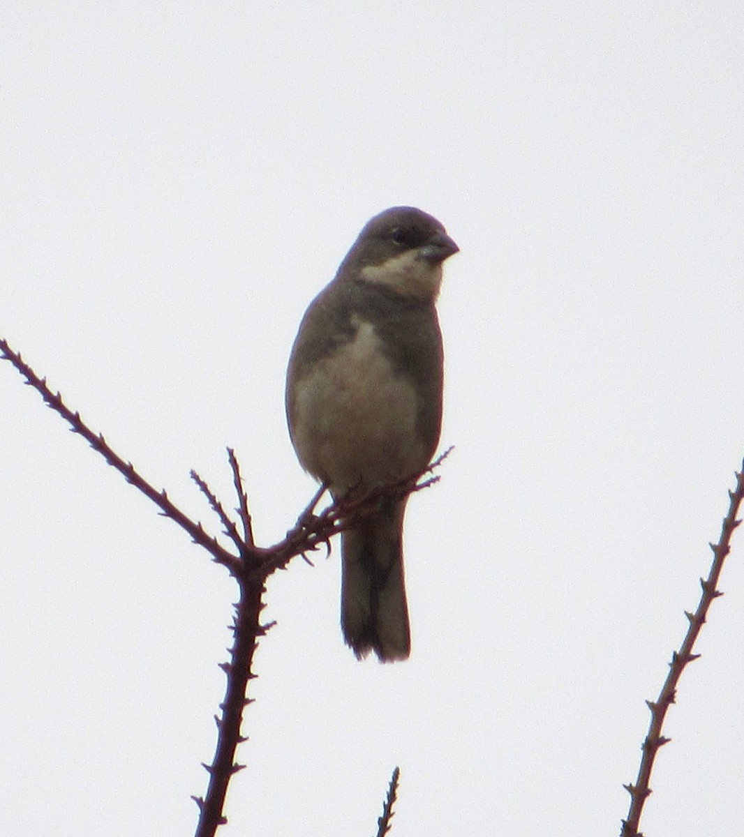 Diuca Finch - ML635403120