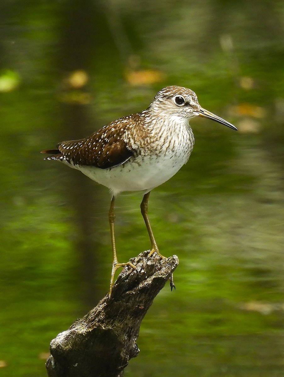 Solitary Sandpiper - ML635403125