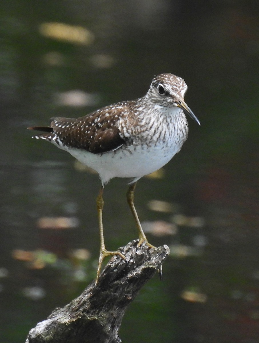Solitary Sandpiper - ML635403126
