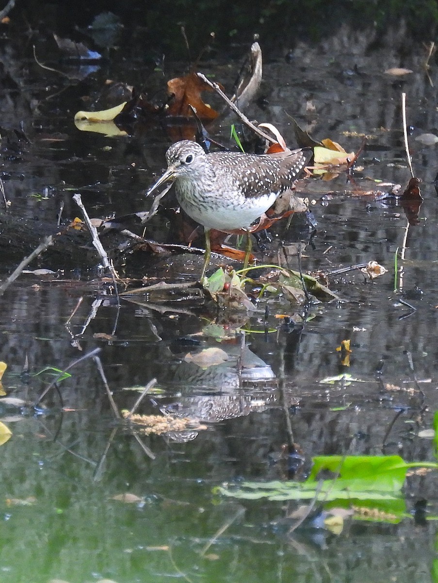 Solitary Sandpiper - ML635403127