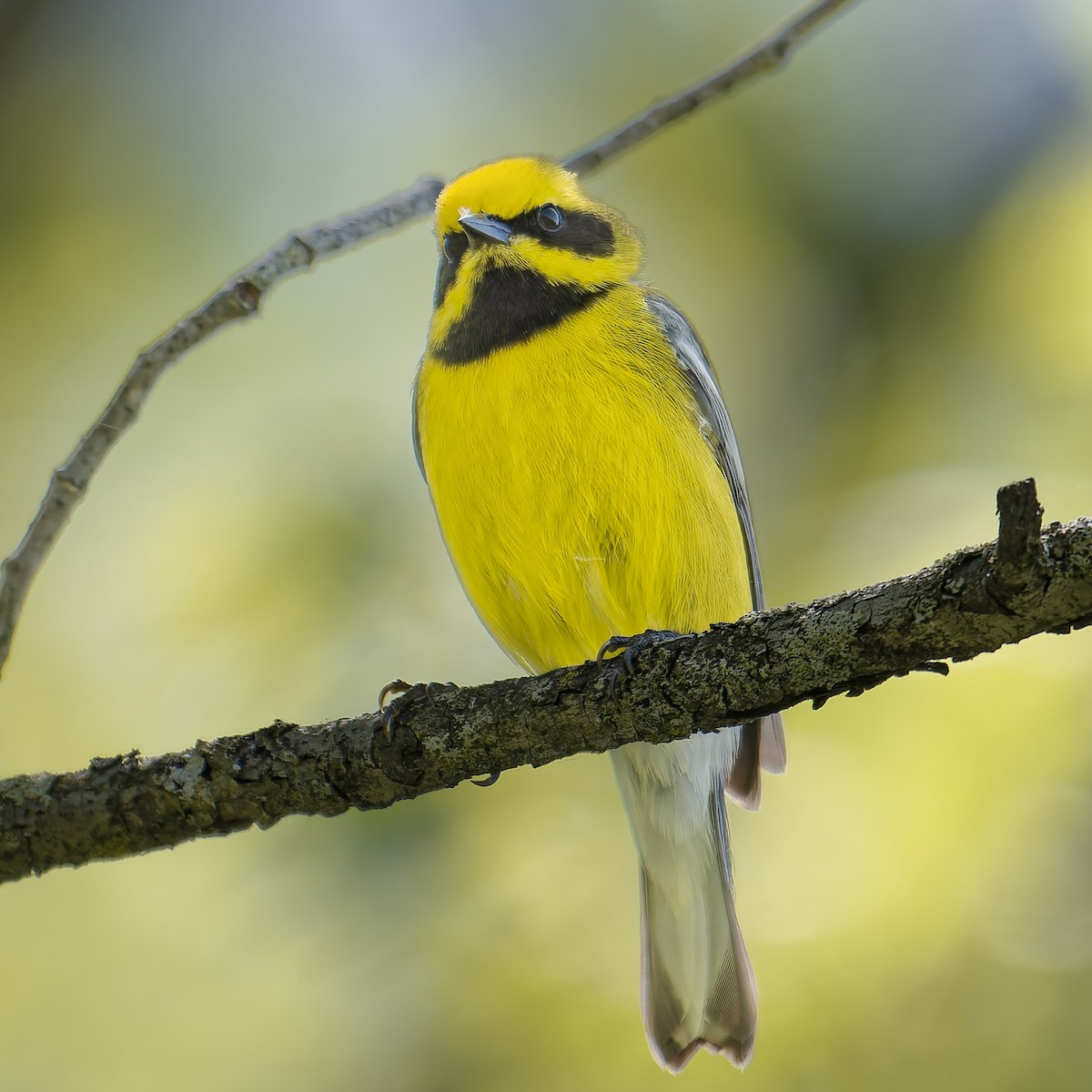 雑種 キンバネアメリカムシクイ ｘ アオバネアメリカムシクイ（F2戻し交配） - ML635403128