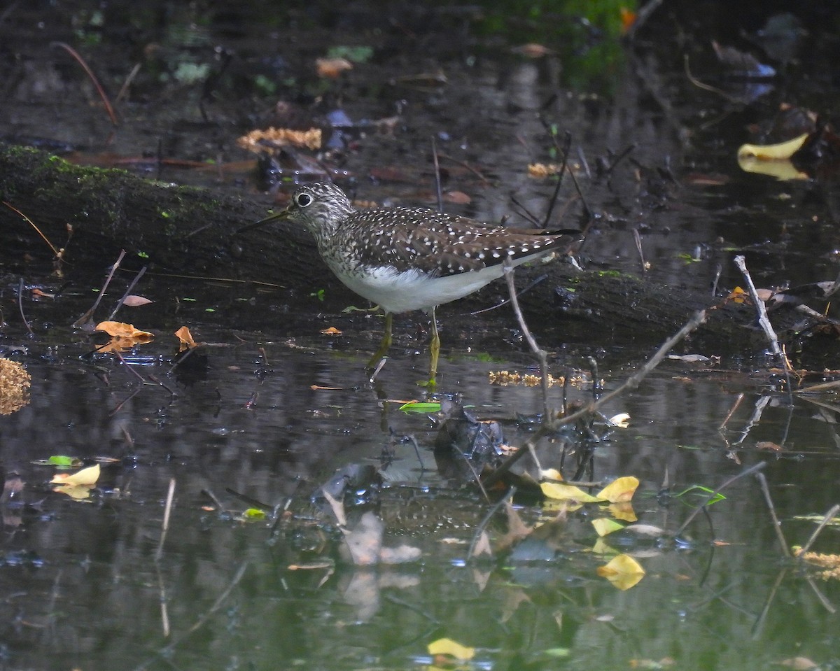 Solitary Sandpiper - ML635403129