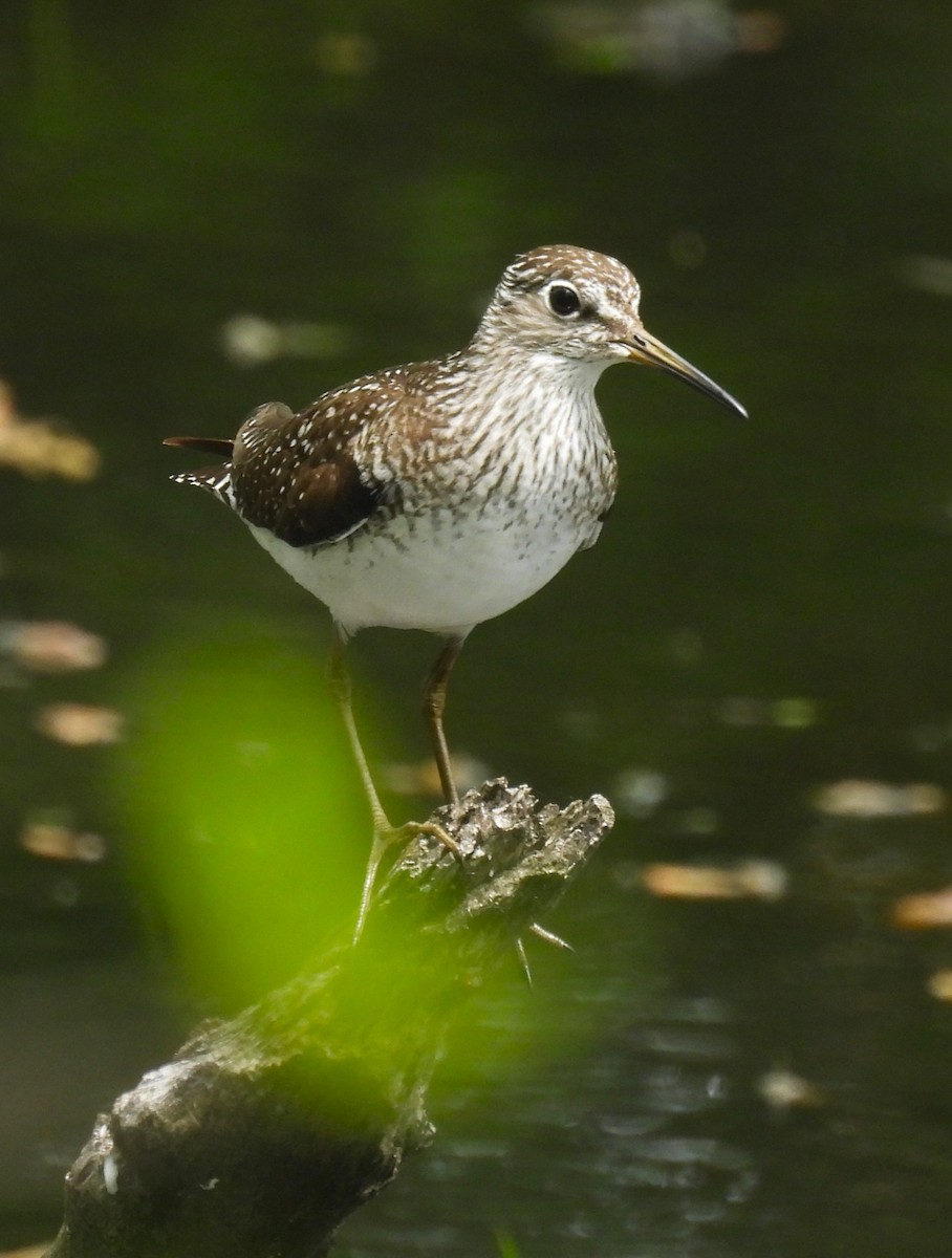 Solitary Sandpiper - ML635403130