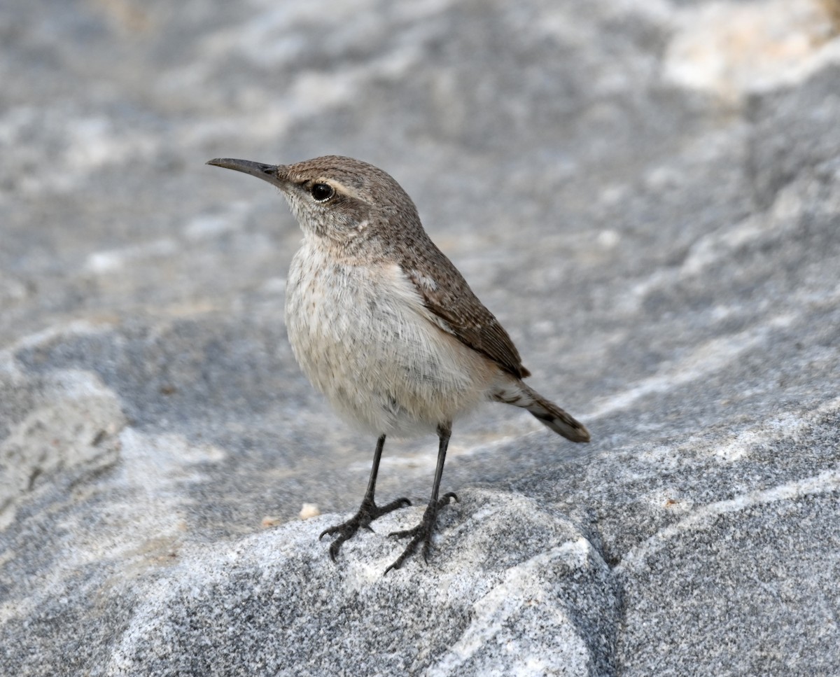 Rock Wren - ML635403260