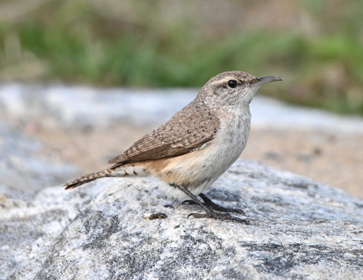 Rock Wren - ML635403261