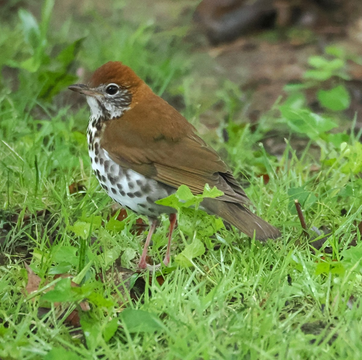 Wood Thrush - ML635403266