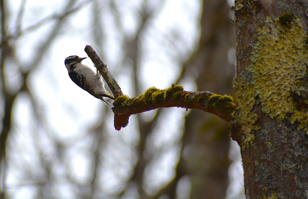 Downy Woodpecker - ML635403316