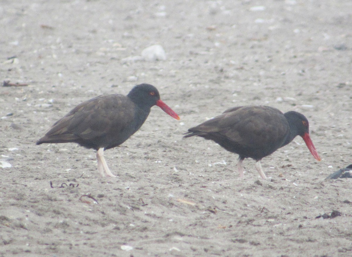 Blackish Oystercatcher - ML635403348