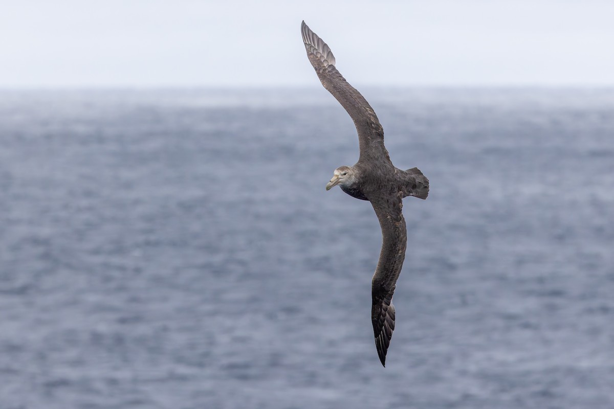 Southern Giant-Petrel - ML635403352