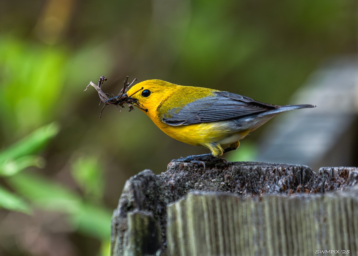 Prothonotary Warbler - ML635403379